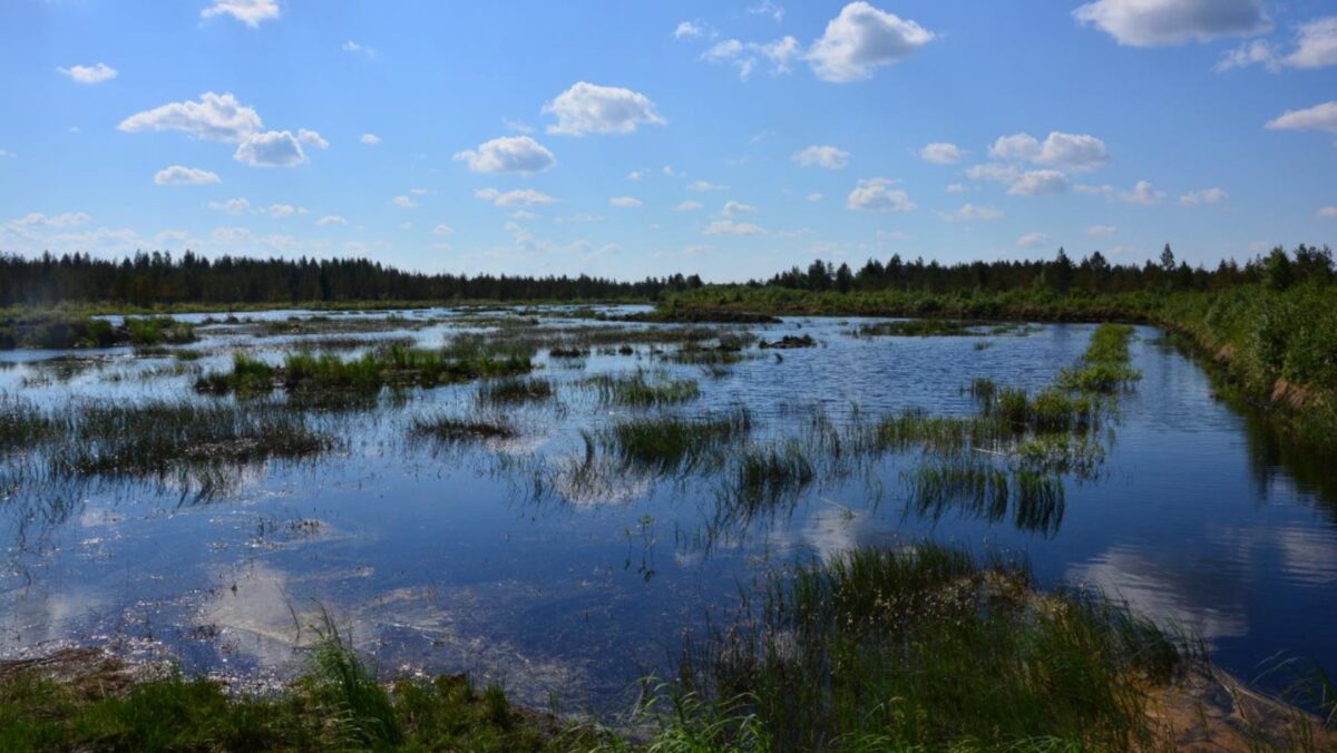 A restored wetland in Sotkamo, Kainuu, Finland.